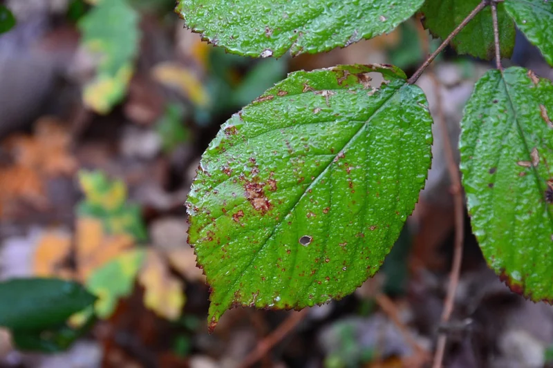 보증 보험 비용