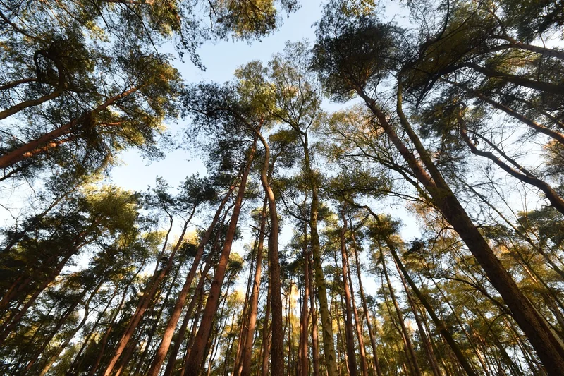 보험 약관 조회