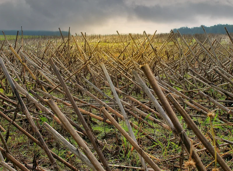 파산 면책 기간